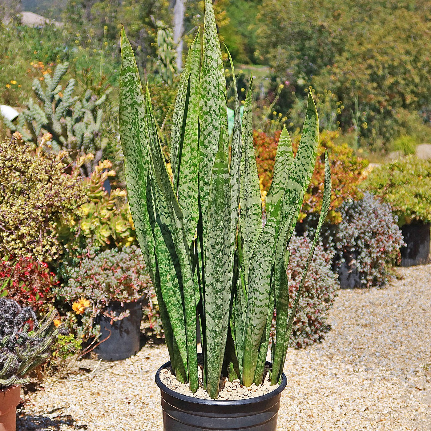 sansevieria zanzibarica Zeylanica Snake Plant 'Sansevieria zeylanica' 1 Gal. / Teal / With Pot