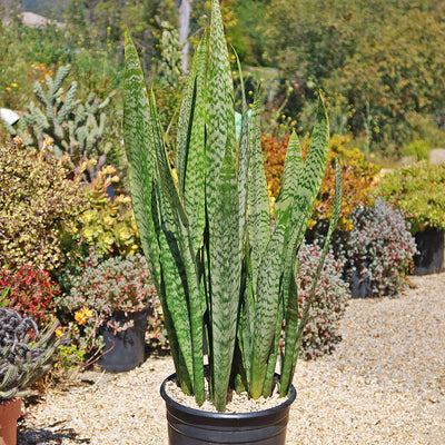 'Sansevieria zeylanica' Mother-in-Law's Tongue-Snake Plant 