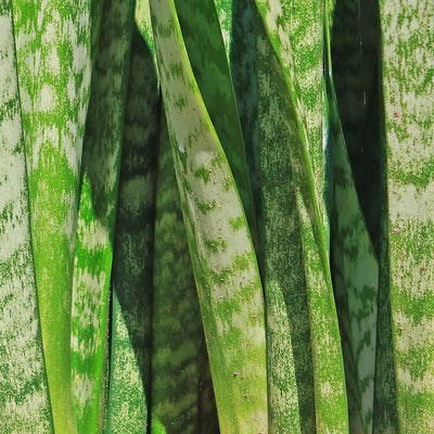 'Sansevieria zeylanica' Mother-in-Law's Tongue-Snake Plant -5