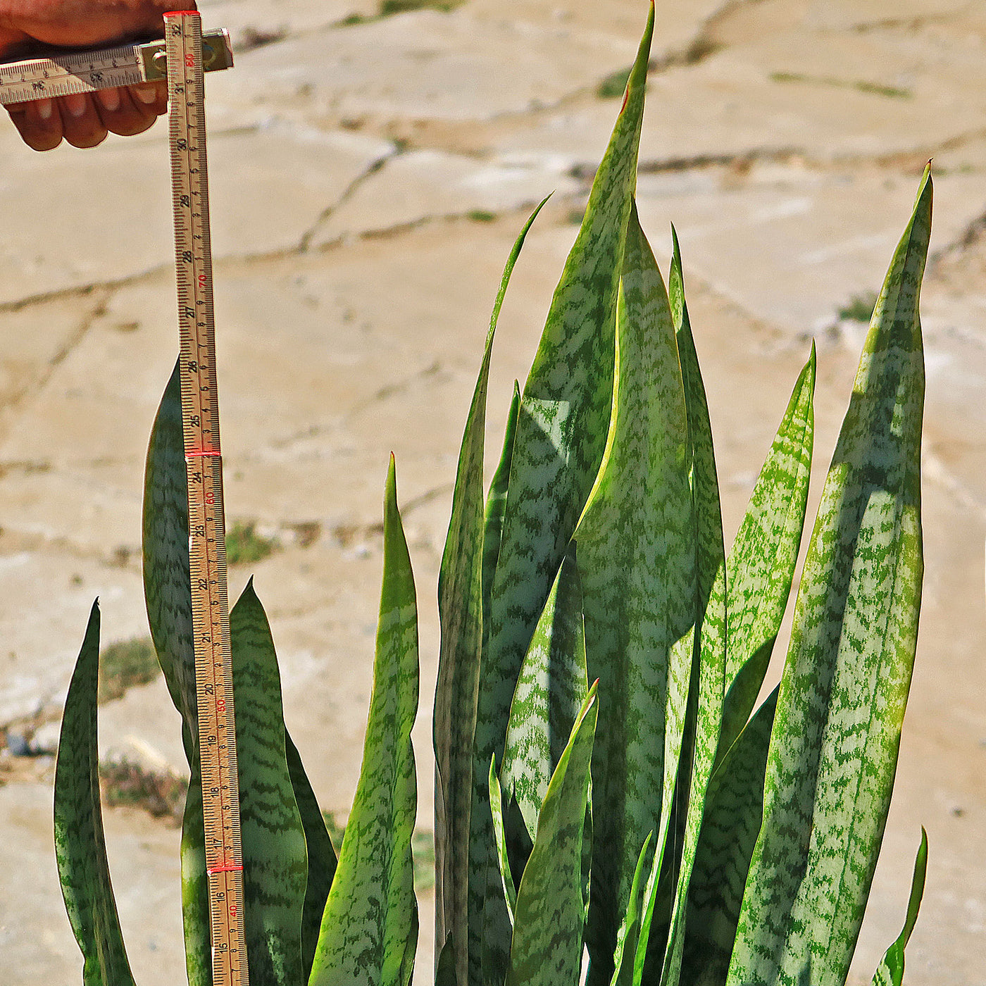 'Sansevieria zeylanica' Mother-in-Law's Tongue-Snake Plant -14