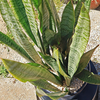'Sansevieria zeylanica' Mother-in-Law's Tongue-Snake Plant -9