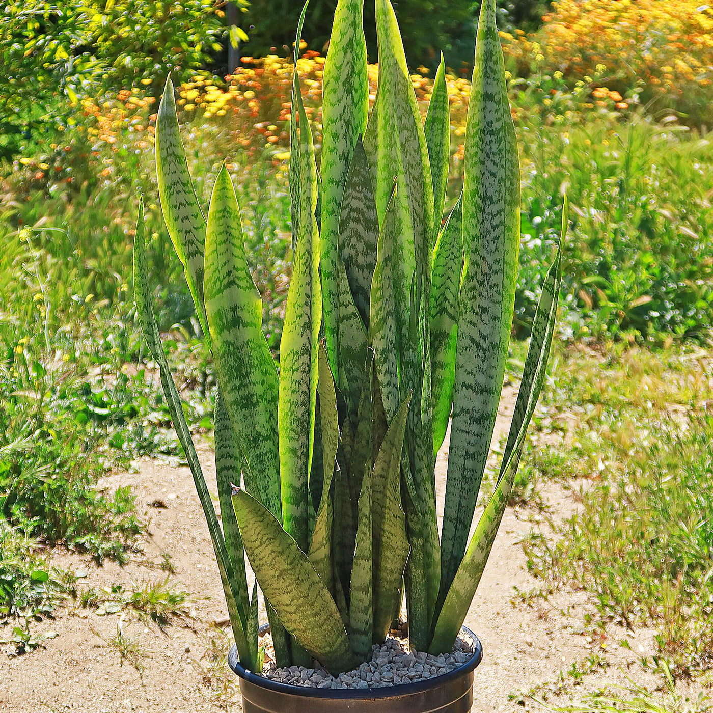 'Sansevieria zeylanica' Mother-in-Law's Tongue-Snake Plant -6