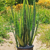 Zeylanica Snake Plant &