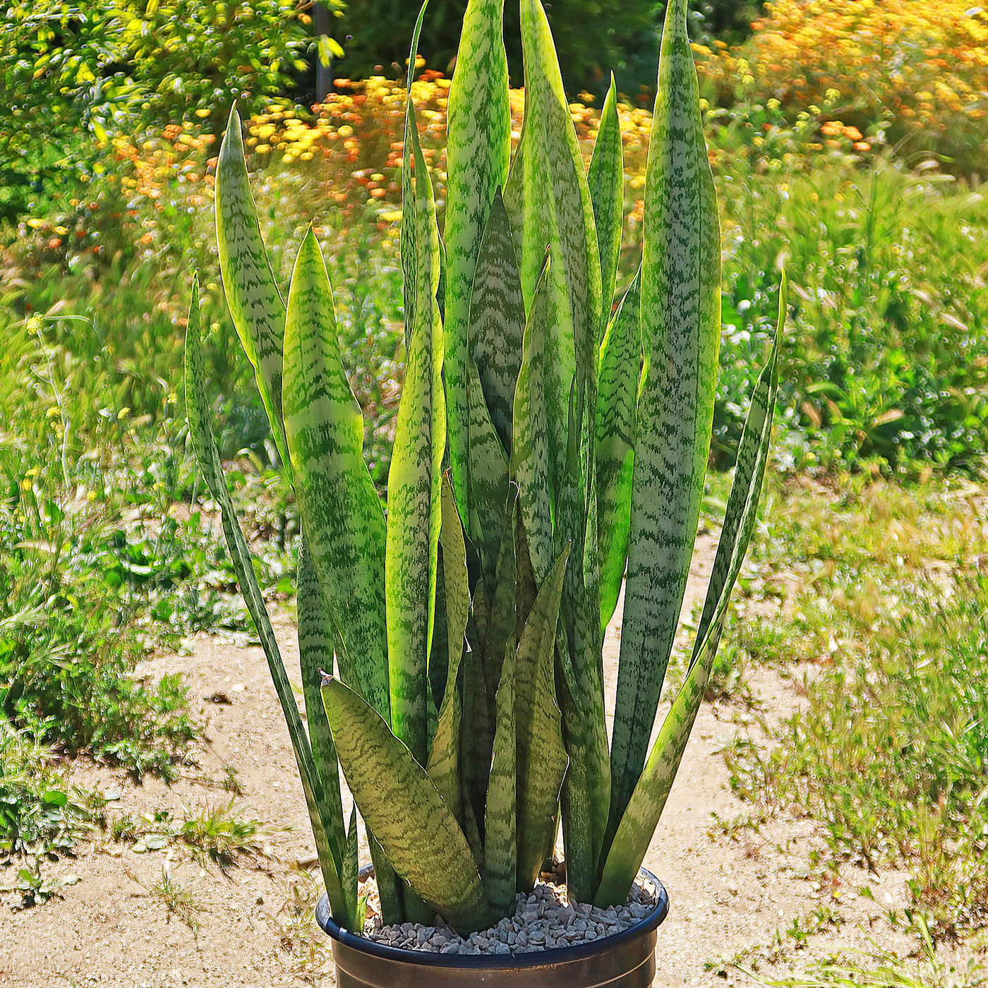 Zeylanica Snake Plant 'Sansevieria zeylanica'