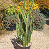 Variegated Snake Plant - Sansevieria laurentii