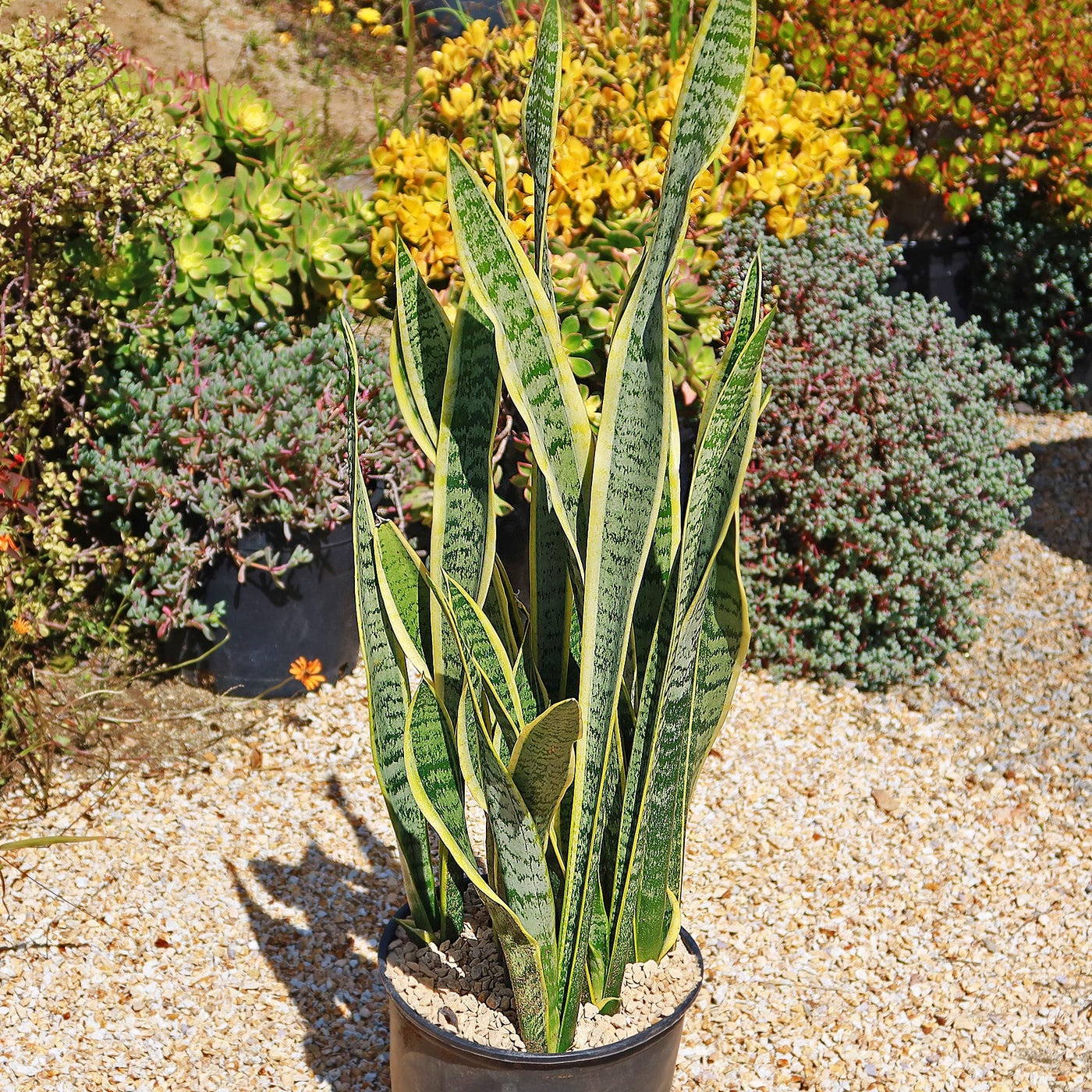 Variegated Snake Plant - Sansevieria laurentii