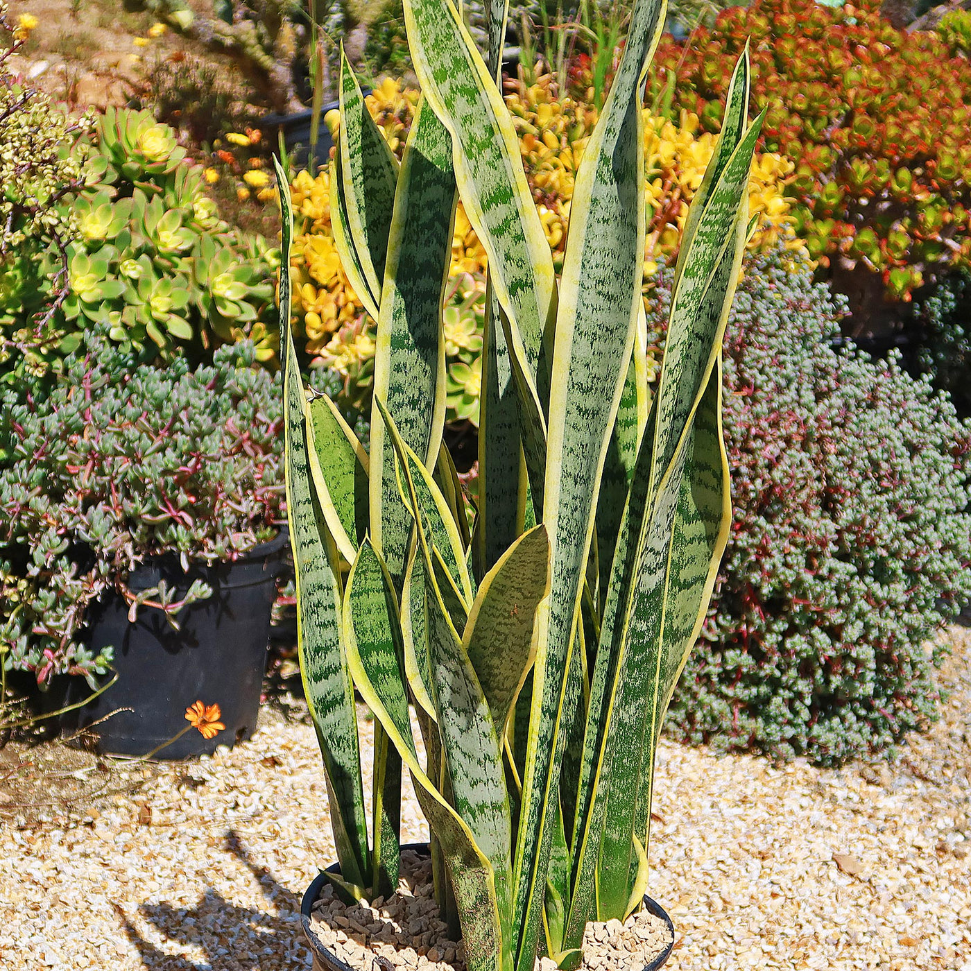 Variegated Snake Plant - Sansevieria laurentii