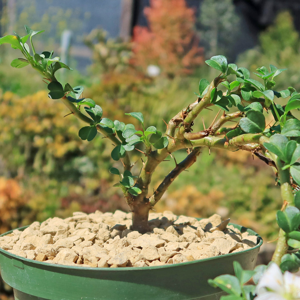 Sarcocaulon vanderietiae