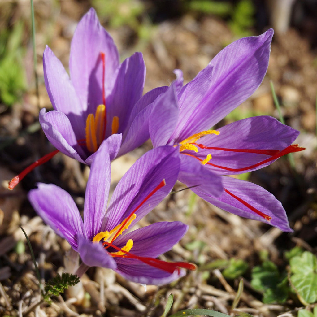 Saffron Crocus Plant ‘Crocus Sativus’ 