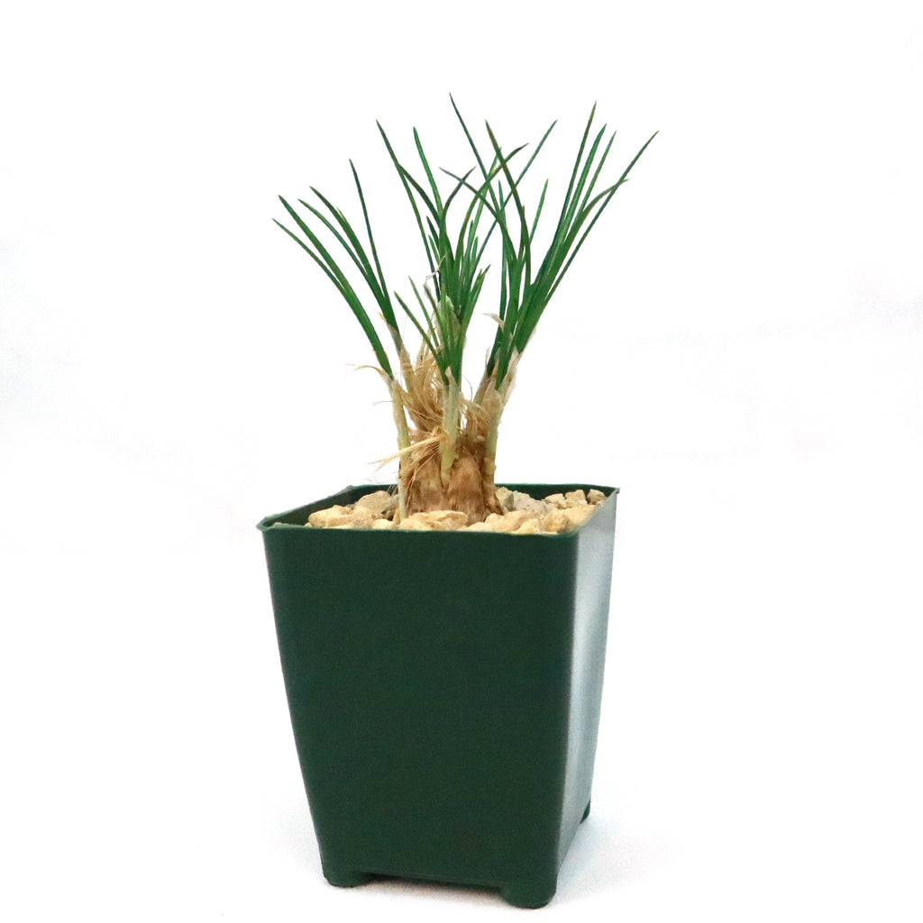 Saffron Crocus Plant ‘Crocus Sativus’ 