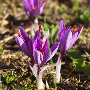 indoor crocus plant care Shop 'Crocus sativus - Saffron crocus Bulbs' Care and Growing Guide