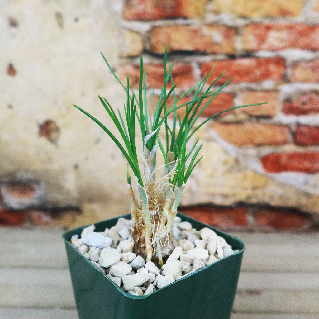 Saffron Crocus Plant ‘Crocus Sativus’ 