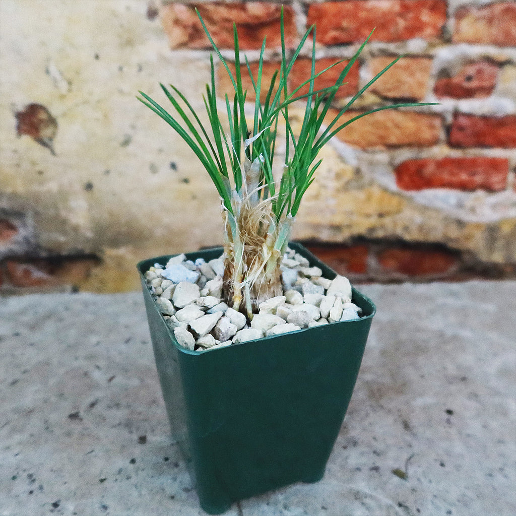 Saffron Crocus Plant ‘Crocus Sativus’ 