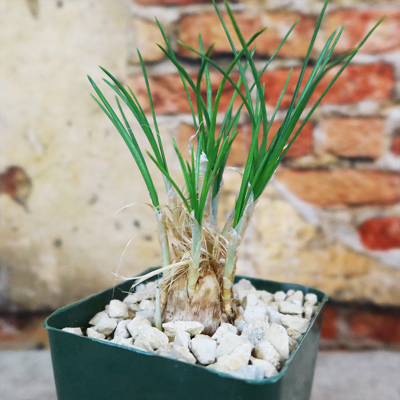 planting saffron crocus bulbs in pots Shop 'Crocus sativus - Saffron crocus Bulbs' Care and Growing Guide