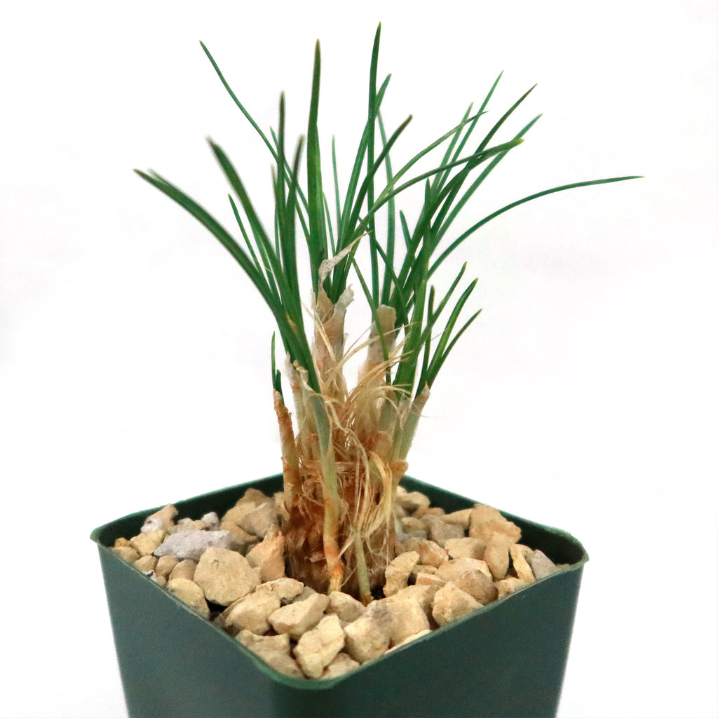 Saffron Crocus Plant ‘Crocus Sativus’ 