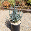 Saw Leaf Agave - Agave xylonocantha &