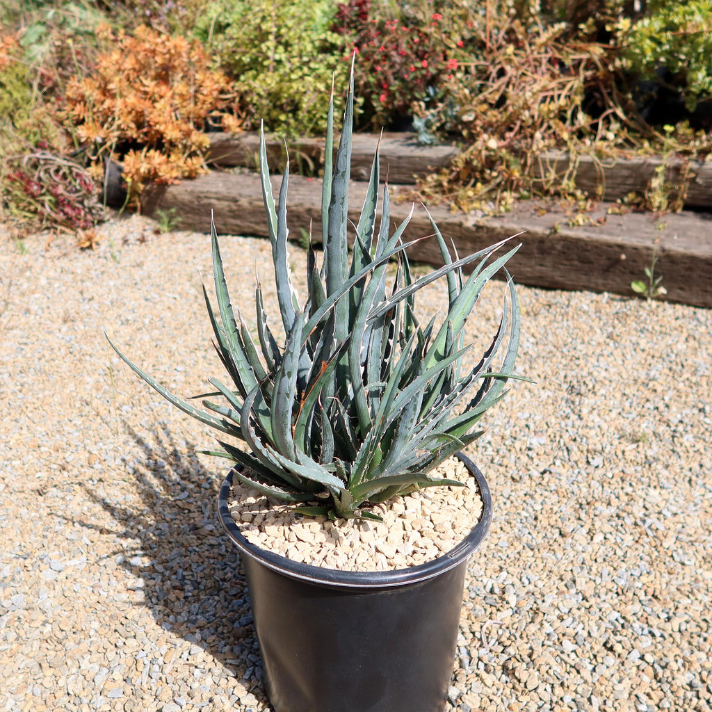 Saw Leaf Agave - Agave xylonocantha &