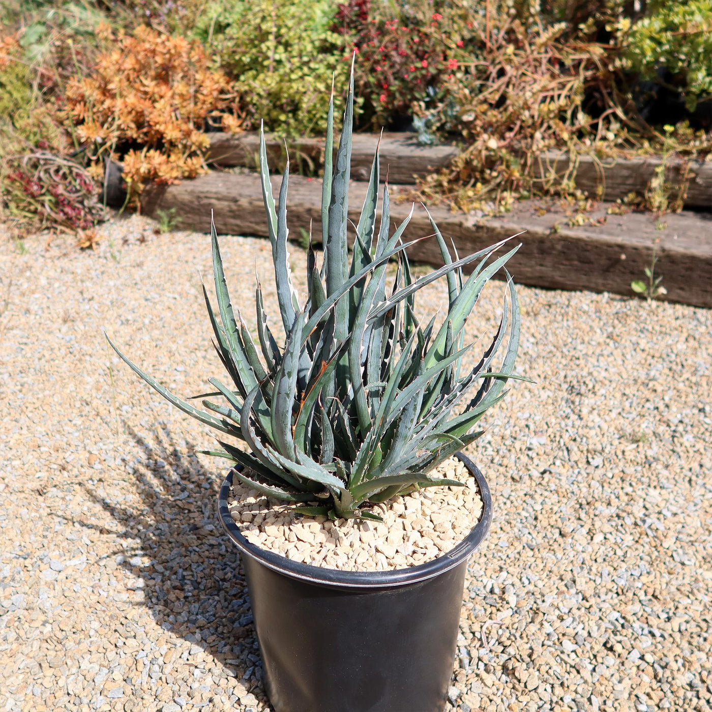 Saw Leaf Agave - Agave xylonocantha 'Swordfish'