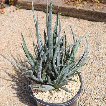 sword plant succulent Saw Leaf Agave