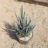 Saw Leaf Agave - Agave xylonocantha &