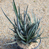 Saw Leaf Agave - Agave xylonocantha &