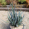 Saw Leaf Agave - Agave xylonocantha &