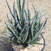 Saw Leaf Agave - Agave xylonocantha &