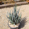 Saw Leaf Agave - Agave xylonocantha &