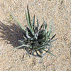 Saw Leaf Agave - Agave xylonocantha &