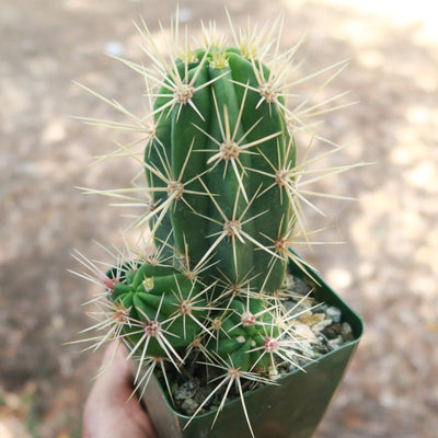 Scarlet Hedgehog Cactus 'Echinocereus coccineus'