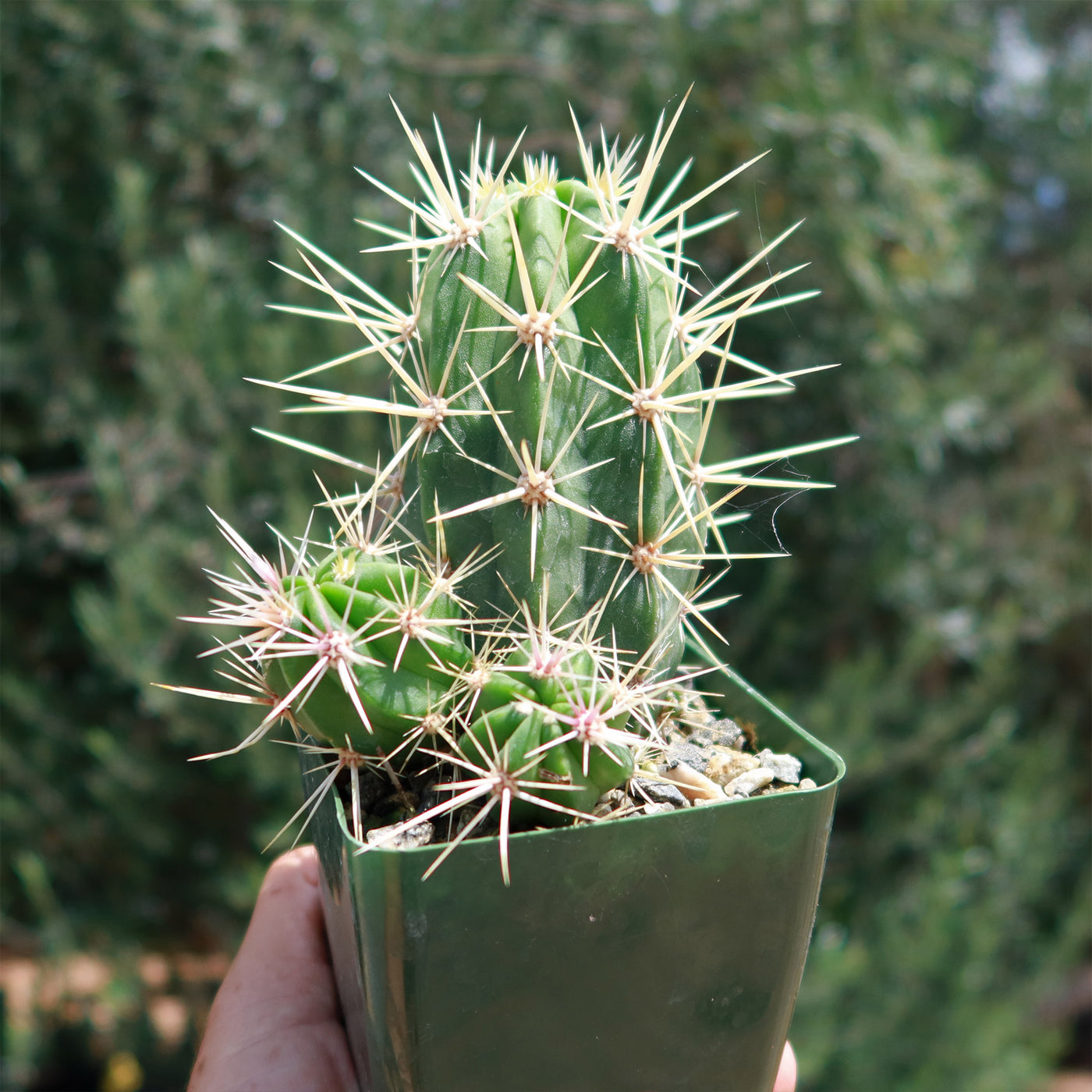 Scarlet Hedgehog Cactus 'Echinocereus coccineus'