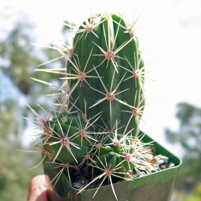 Scarlet Hedgehog Cactus 'Echinocereus coccineus'