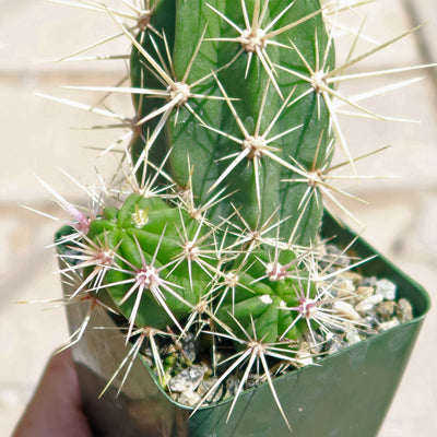 Scarlet Hedgehog Cactus 'Echinocereus coccineus'