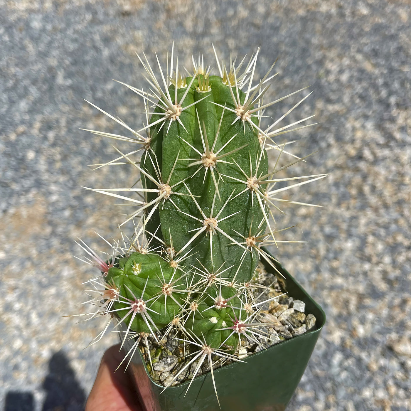 Scarlet Hedgehog Cactus 'Echinocereus coccineus'