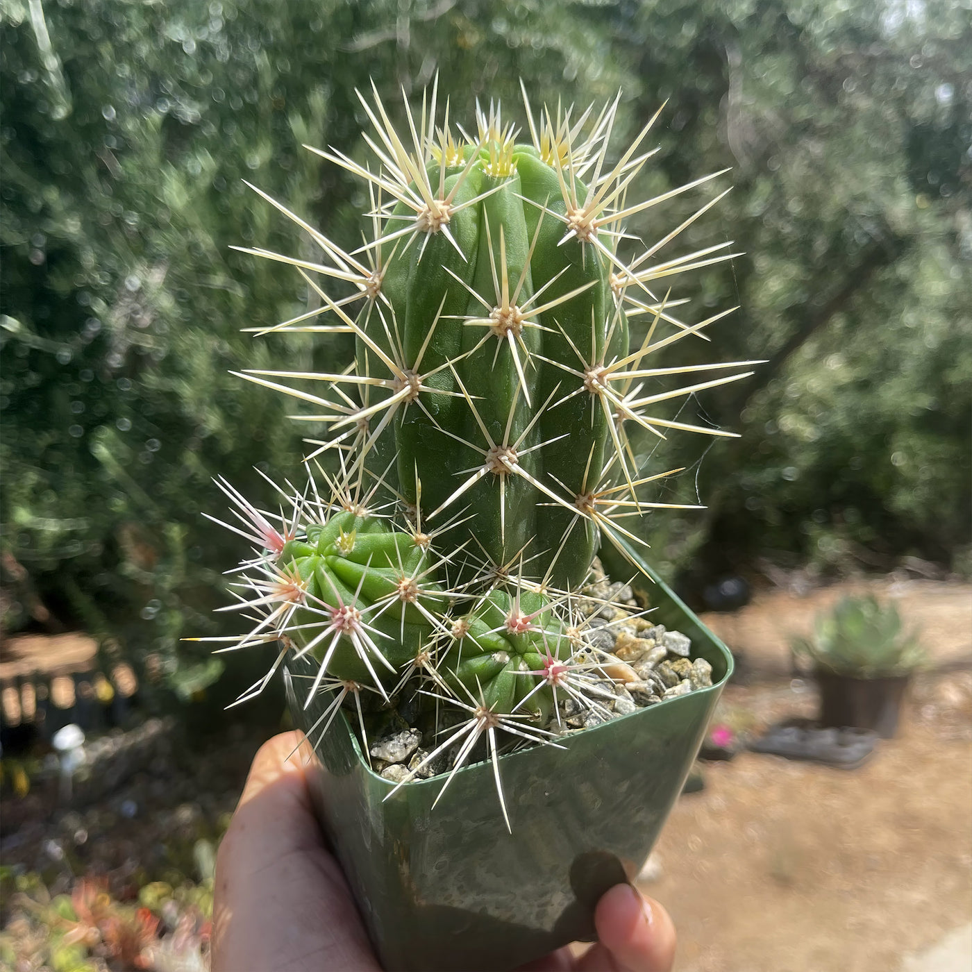 Scarlet Hedgehog Cactus 'Echinocereus coccineus'