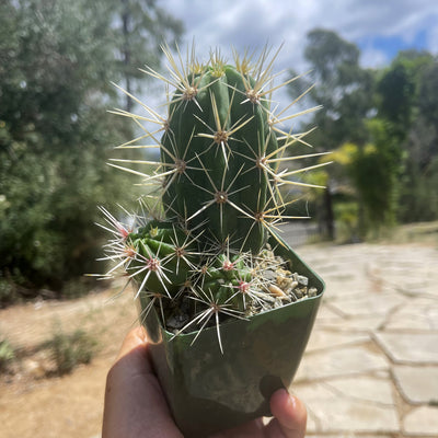 Scarlet Hedgehog Cactus 'Echinocereus coccineus'