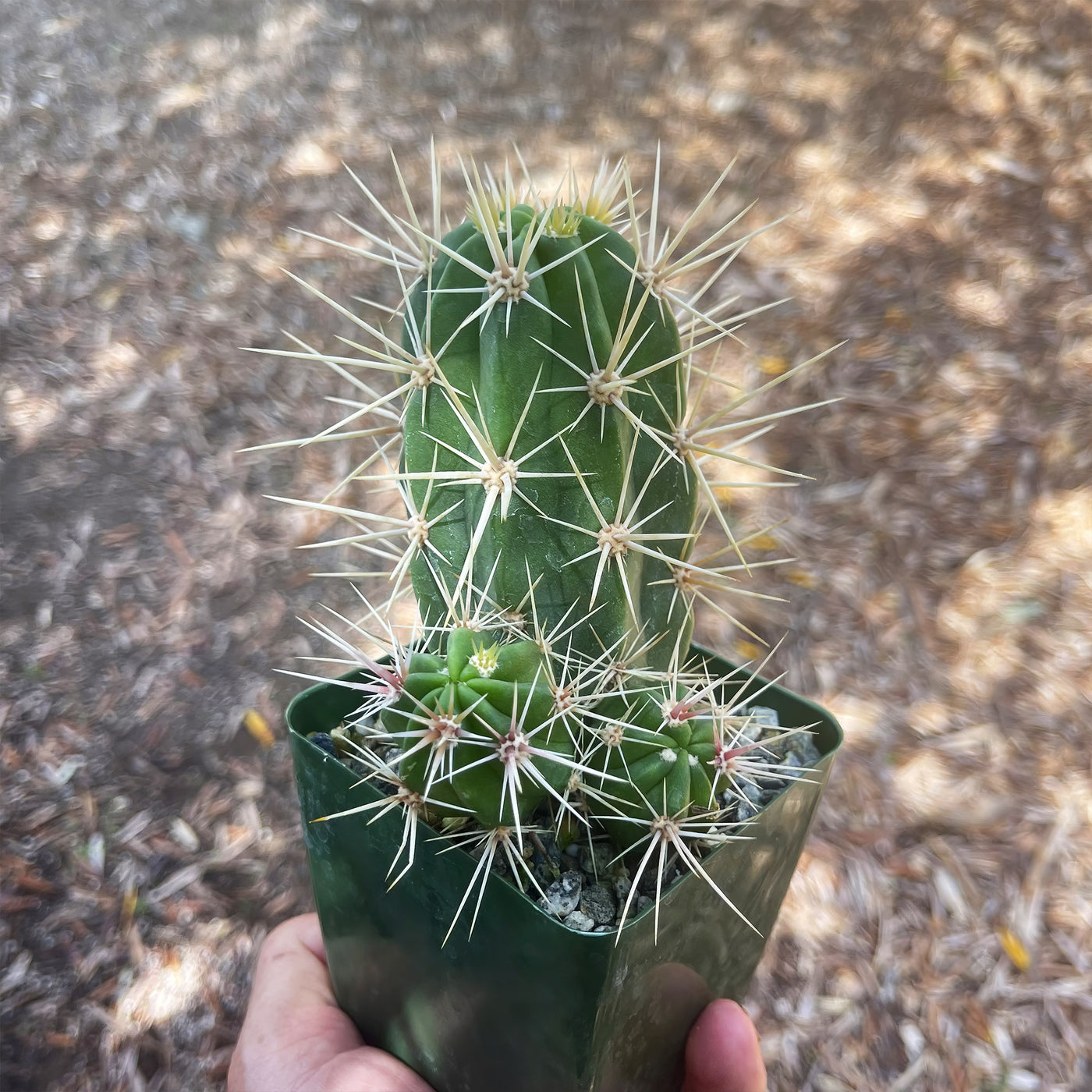 Scarlet Hedgehog Cactus 'Echinocereus coccineus'