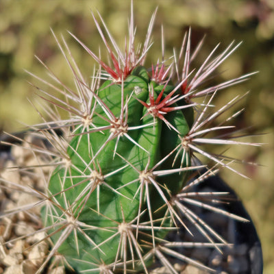 Scarlet Hedgehog Cactus 'Echinocereus coccineus'