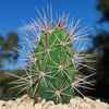 Scarlet Hedgehog Cactus &