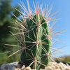 Scarlet Hedgehog Cactus &