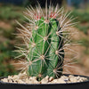 Scarlet Hedgehog Cactus &