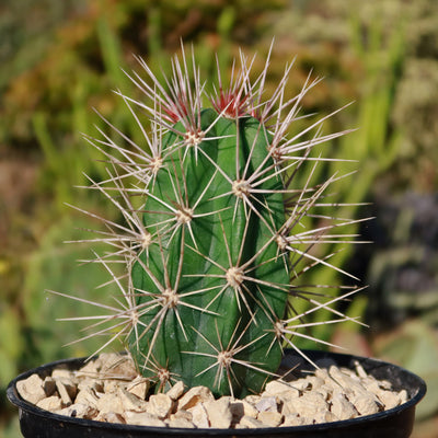 Scarlet Hedgehog Cactus 'Echinocereus coccineus'