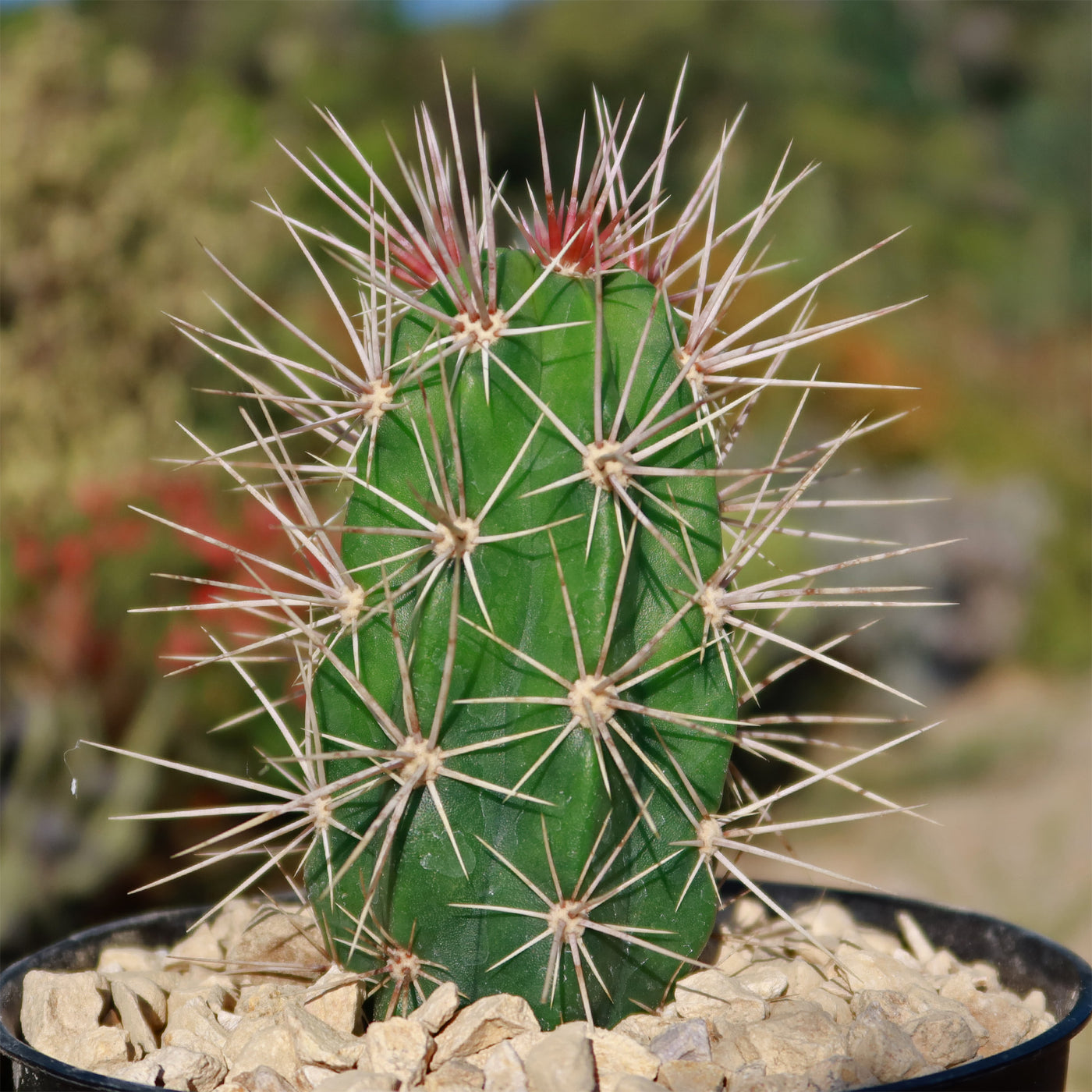 Scarlet Hedgehog Cactus 'Echinocereus coccineus'