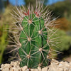 Scarlet Hedgehog Cactus &