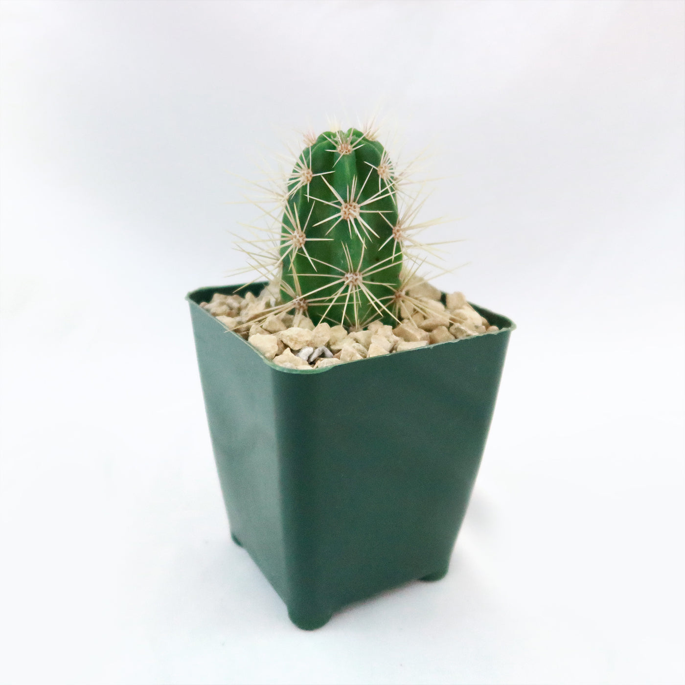 hedgehog succulent plant Scarlet Hedgehog Cactus 'Echinocereus coccineus'