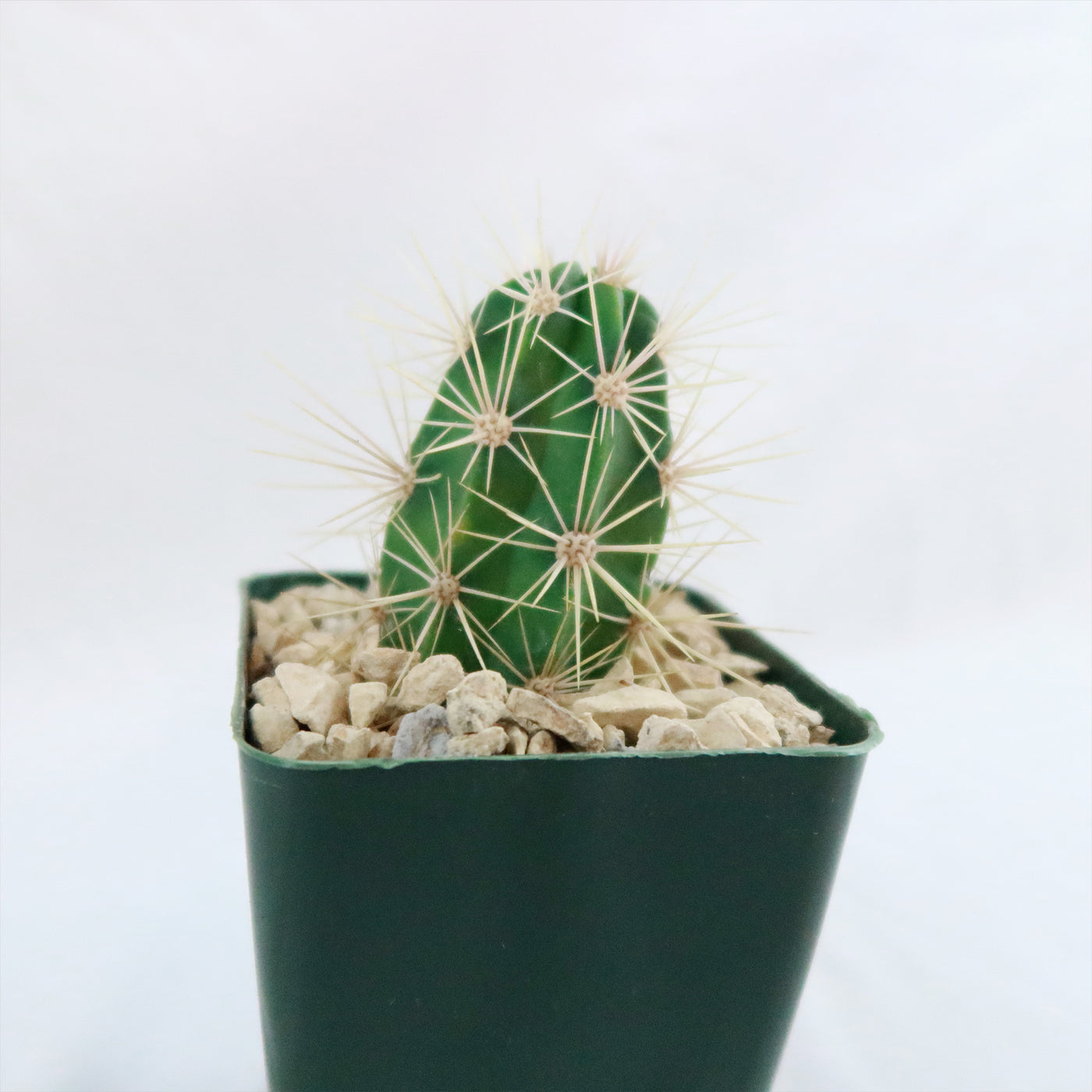 Scarlet Hedgehog Cactus 'Echinocereus coccineus'