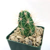 Scarlet Hedgehog Cactus &