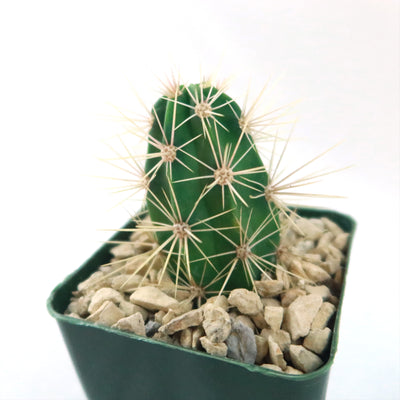 Scarlet Hedgehog Cactus 'Echinocereus coccineus'