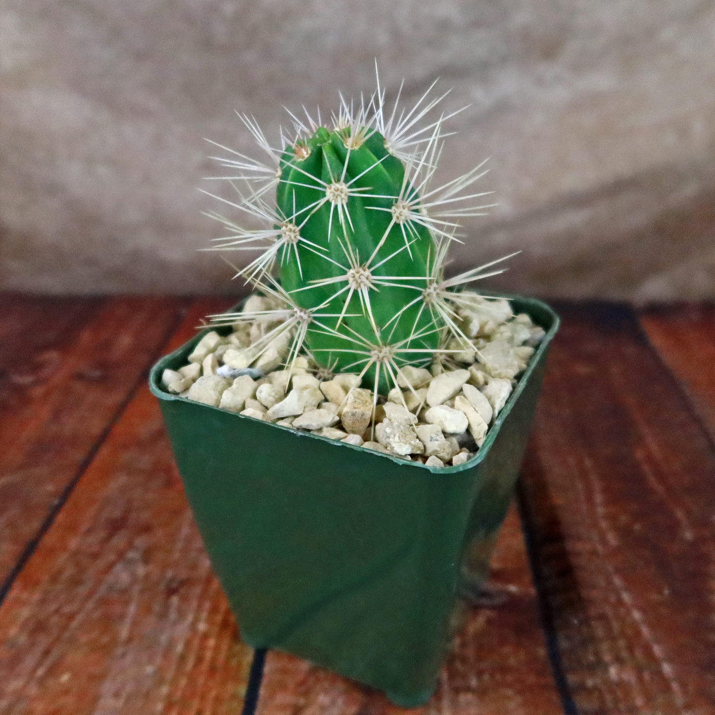 Scarlet Hedgehog Cactus 'Echinocereus coccineus'