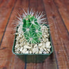 Scarlet Hedgehog Cactus &